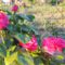 A kerités melletti rózsabokrok mögött a zöldségesben az őszi fokhagyma szépen fejlődik...