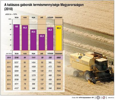 Kalászosok terméshozama