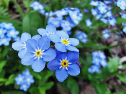 Kék virágok...