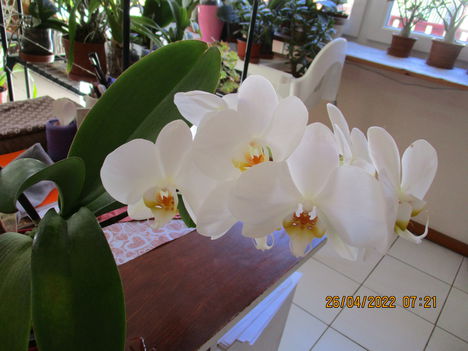 Phalaenopsis hybrid 2