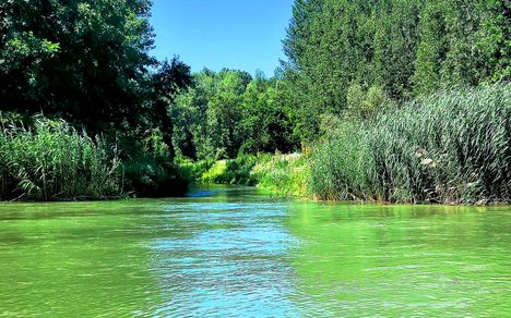 Újra élő meder a kiágazó Felső-Zalka ág Tejfaluszigetnél, 2022.07.15