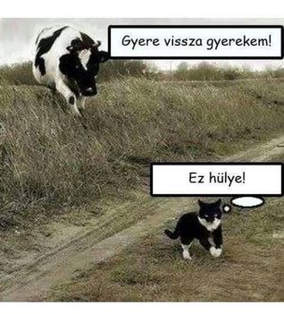 Gyere viszza !