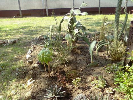 Kaktuszaim 2009 14