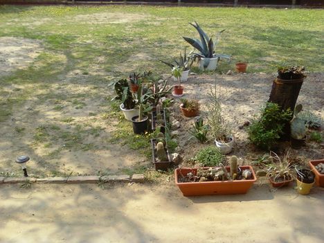 Kaktuszaim 2009 1