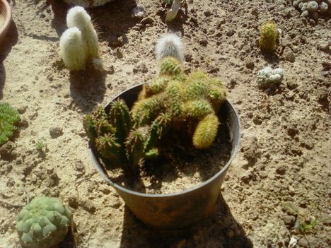 Kaktuszaim 2009 22