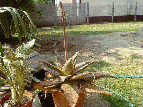 Kaktuszaim 2009 2