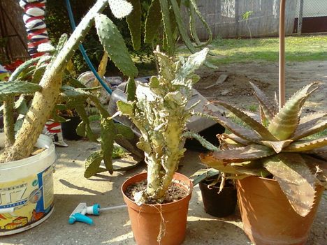 Kaktuszaim 2009 3