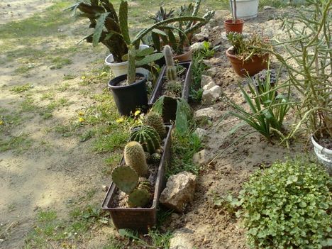 Kaktuszaim 2009 8