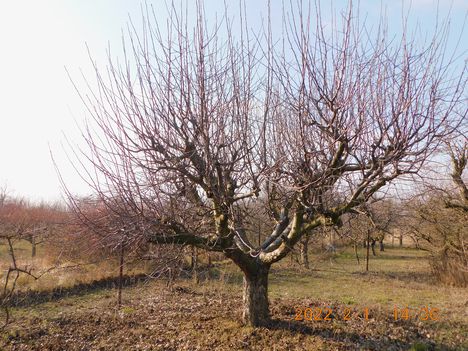 Lassan metszhetem az almafákat 