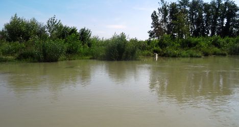 Mosoni-Duna folyó, Dunakiliti község külterületén 2016. július 16  5
