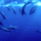 delfin-2