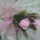 Egy_kis_rozsaszin_2171180_2739_t