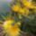 Ezek_az_en_csodalatos_krizantenjaim_2173607_6794_t