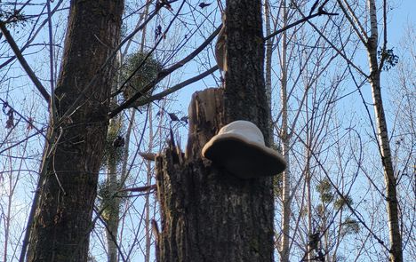 Nyárfa-tapló - Phellinus tremulae, Dunakiliti  2022.11.27-én