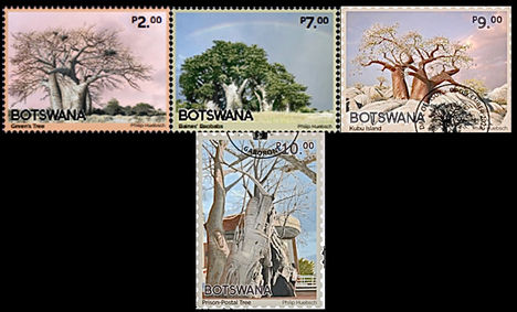 Baobab fák