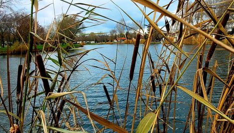 Buzogányok a tó partján, Lipót, Szigetköz 2022.12.06