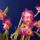 Dendrobium_nobile_akatsuki-001_2175904_3954_t