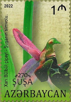 Susha szimbóluma - Kharibulbul virág