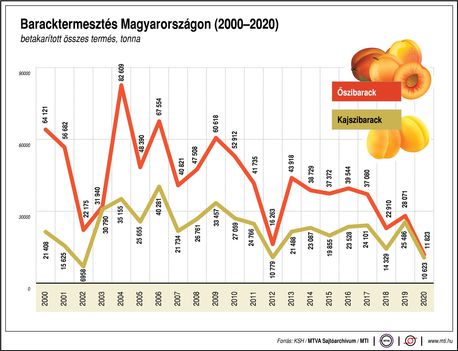 Baracktermesztés