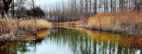 Európa legnagyobb vizes élőhely rehabilitációja Szigetköz, részlet: Felső-Jakabi Duna-ág