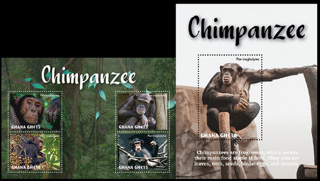Csimpánz