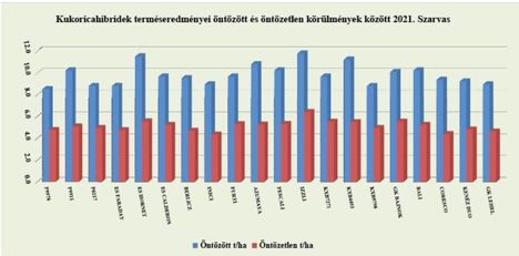 Kukorica - öntözés hatása