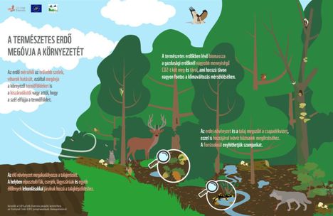 Erdők Nemzetközi Napja | Erdők Világnapja - március 21.