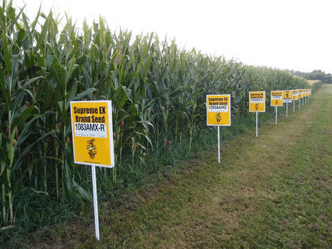 GMO kukorica tábla (genetikailag módosított növény)