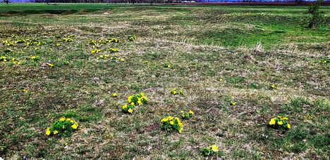 Hérics virágzás a Mosoni  síkságon, 2023.03.31-én