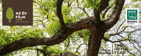 Nevezd be kedvenc fádat az Év Fája versenybe!