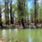 Öregszigeti belső  "tó", vizes élőhely, Szigetköz 2023.04.04-én