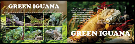 Zöld iguana