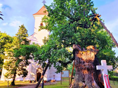 A hédervári Nagyboldogasszony-kápolna és a kápolnakertben álló úgynevezett “Árpád-fa”, 2022.08.01-én