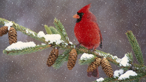 Cardinal in the winter-gif