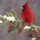 Cardinal_in_the_wintergif_2017021_8258_t
