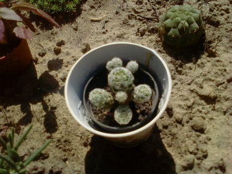 Kaktuszaim 2009 23
