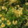 Kamrododendron_viragzas_008_217345_43823_t