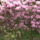 Kamrododendron_viragzas_009_217346_14103_t
