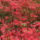 Kamrododendron_viragzas_010_217347_10056_t