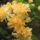 Kamrododendron_viragzas_017_217353_70417_t