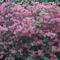 Kám,Rododendron virágzás 020