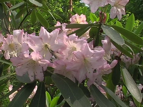 Kám,Rododendron virágzás 023
