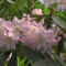 Kám,Rododendron virágzás 023