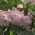 Kamrododendron_viragzas_023_217357_92027_t
