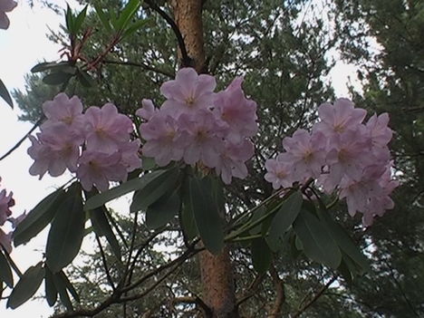 Kám,Rododendron virágzás 025