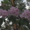 Kám,Rododendron virágzás 025