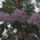 Kamrododendron_viragzas_025_217358_59380_t