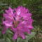 Kám,Rododendron virágzás 033