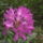 Kamrododendron_viragzas_033_217360_18857_t
