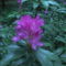 Kám,Rododendron virágzás 036